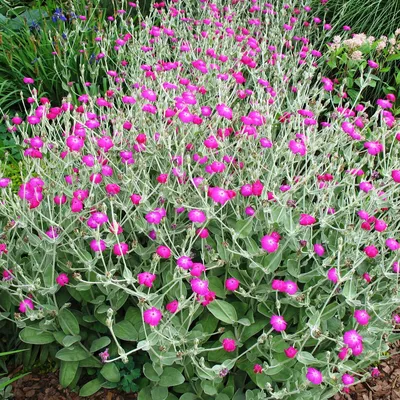 Лихнис, горицвет, или зорька (Lychnis)