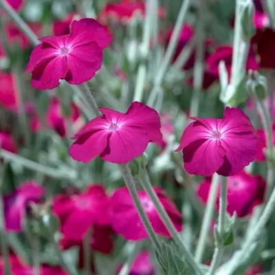 Лихнис Халцедонский - Лихнис - GardenPlants