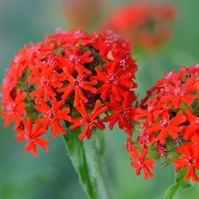 Лихнис халцедонский (Lychnis chalcedonica) - Лихнис