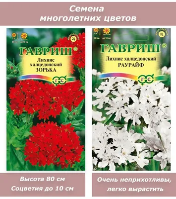 Халцедонский лихнис или Зорька – яркий многолетний цветок | Точка  соприкосновения | Дзен