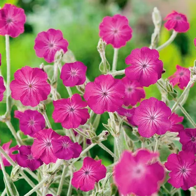 Купить Лихнис халцедонский (Lychnis chalcedonica) от 299 руб. в  интернет-магазине Архиленд с доставкой почтой по Москве и в регионы