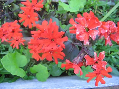 Лихнис корончатый (Lychnis Coronaria) купить с доставкой по Беларуси  \"BuonRoza \"