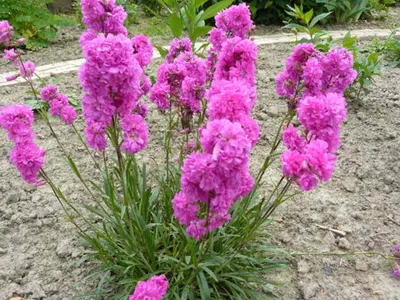 Лихнис корончатый (горицвет кожистый): купить в Москве саженцы Lychnis  coronaria в питомнике «Медра» по цене от 580 руб