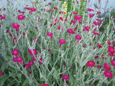 Купить Лихнис халцедонский (Lychnis chalcedonica) от 299 руб. в  интернет-магазине Архиленд с доставкой почтой по Москве и в регионы