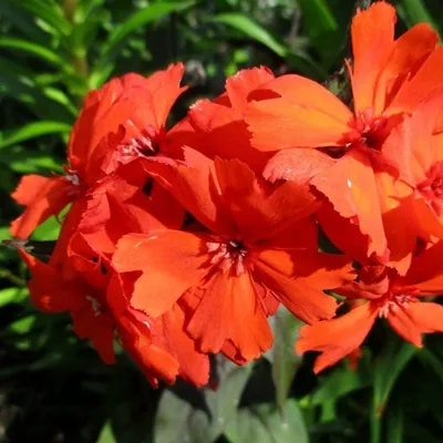 Лихнис корончатый Моенч (Lychnis coronaria Moench), саженец  (ID#1427909217), цена: 37 ₴, купить на Prom.ua