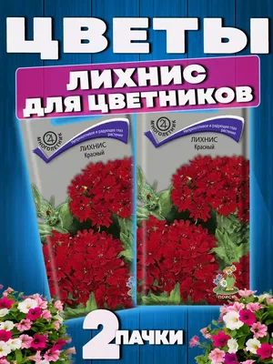 Лихнис сверкающий ( L. fulgens ) - «Лихнис - неприхотливый многолетник,  ярко-красные шапочки, радующие глаз.» | отзывы