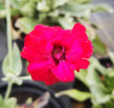 Лихнис корончатый Моенч (Lychnis coronaria Moench), саженец  (ID#1427909217), цена: 37 ₴, купить на Prom.ua