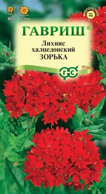 Лихнис халцедонский (видовой) (Lychnis chalcedonica) - Северная Флора