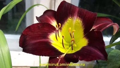 Многолетний цветок лилейник – фото, описание