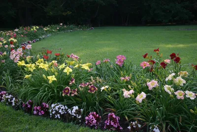 Лилейник 'Стелла де Оро' (Hemerocallis 'Stella d'Oro') – купить в питомнике  Chelsea Garden