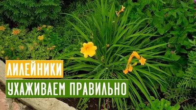 Купить Лилейник (Красоднев) гибридный – Садовый центр «Ландшафт»