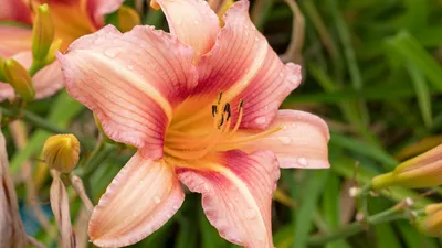 Лилейник гибридный \"Hemerocallis\" купить по цене 450 рублей от питомника  саженцев и растений Центросад | Фото и консультация по уходу