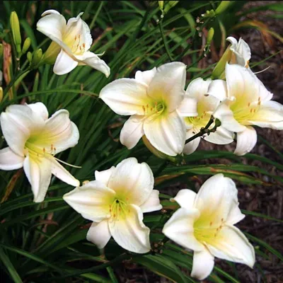 Купить Лилейник гибридный \"Рейдьянт Гританс\" (Hemerocallis x hybrida  'Reidiant Gritanz') от 499 руб. в интернет-магазине Архиленд с доставкой  почтой по Москве и в регионы