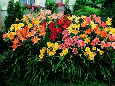 Лилейник Бонанза Hemerocallis Bonanza P9 (Н) — цена в LETTO