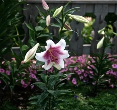 Вертикордия — Лилия из секции Азиатские гибриды сорт \"Red Velvet\" (Lilium  asiatic hybrid)