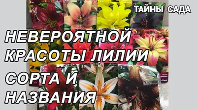 Лилия азиатская Танго «Изи Данс» по цене 255 ₽/шт. купить в Москве в  интернет-магазине Леруа Мерлен