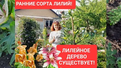 Лилии. Новые тенденции (горшечные) Полезные статьи