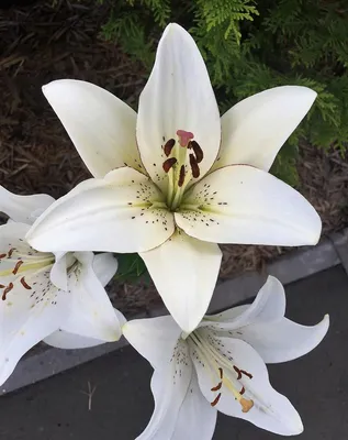 Вертикордия — Лилия из секции Азиатские гибриды сорт \"Аэлита\" (Lilium  asiatic hybrid)