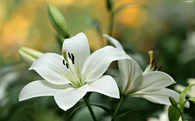 lilies, Close, White | Лилии, Цветы, Белые лилии