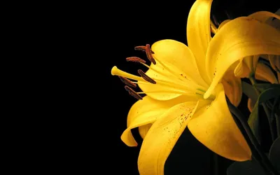 picture of Yellow Lily Flower ~ HD Pictures | Жёлтые цветы, Фотографии  цветов, Белые лилии