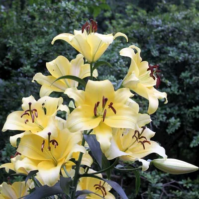 Лилия ОТ гибрид Lilium OТ \"Flavia\" : С2/3 | Сибирские газоны - Сибирские  газоны