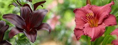 Лилейник и Лилия: похожие названия - разные растения, отличия и преимущества