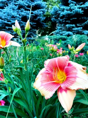 Когда в южном саду есть Лилии и Лилейники , то Сад не устаёт радовать  красками . Главное, чтобы места хватило для всех посадок. Жду… | Instagram