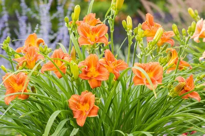 Рыжие Daylilies или лилии тигра. Hemerocallis Fulva. Стоковое Изображение -  изображение насчитывающей свеже, флорист: 208942975