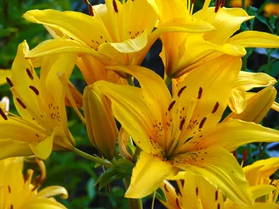 Желтый цветок лилии дня или зацветать Hemerocallis Стоковое Фото -  изображение насчитывающей сад, кровопролитное: 110730272