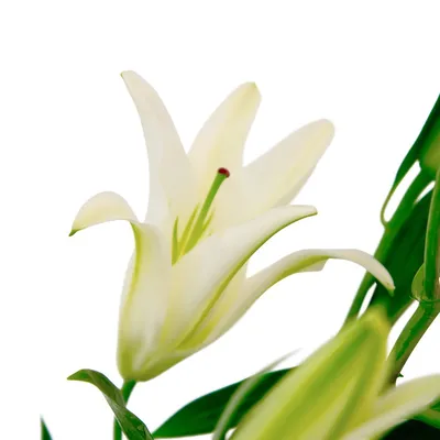 Белые лилии от Интер-Флора | Доставка и заказ цветов в Железногорске  Курской области