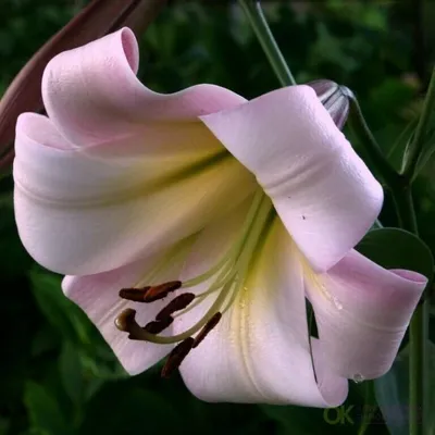 Можно ли сажать лилии в августе? - посадка, уход, фото, как вырастить и  собрать урожай - «Блог Флориум.юа» 2024