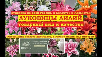 Купить луковицы лилий Yellow County в интернет-магазине bufl.ru