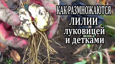 Луковицы лилий купить по лучшим ценам, доставка наложенным платежом по  России