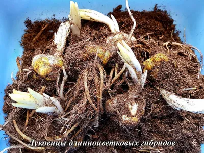 Лилии другие гибриды купить луковицы для посадки в Москве |  интернет-магазин «Мои Саженцы»