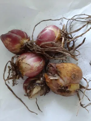 луковицы лилии с урожаем на почве. готово Стоковое Фото - изображение  насчитывающей компост, флористическо: 215605134