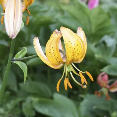 Лилия мартагон (Lilium martagon сорт уточняется)