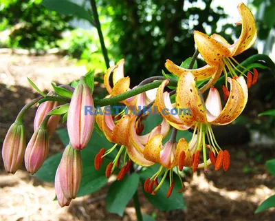 Лилия Альберта Монинг (Lilium Alberta Morning) купить луковицы в Москве по  низкой цене, доставка почтой по всей России | Интернет-магазин Подворье