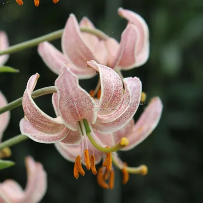 Лилия мартагон Ivorine (Lilium martagon Ivorine)