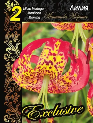 Лилия \"Pink Morning\" (Пинк Морнинг) - Саженцы лилий - купить недорого лилии  в Москве в интернет-магазине Сад вашей мечты