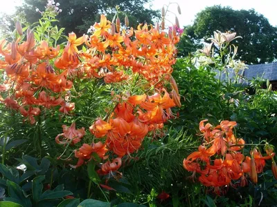 300 руб. Лилия Клод Шрайд – редкий гибрид сорта Мартагон! Необычные крупные  цветки очень эффектно смотрятся в саду даже одиночной посадкой.… | Instagram