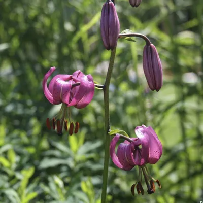 Виды и группы и сорта садовых лилий – описание и фото