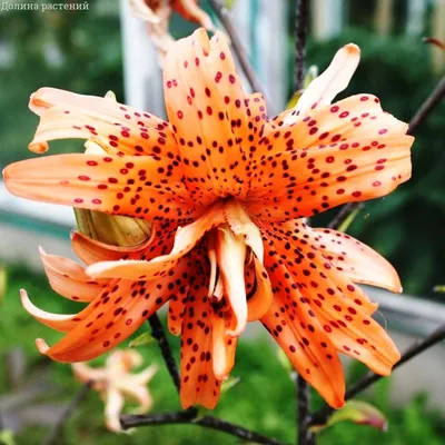 Лилия мартагон — изящная красавица для тенистого сада