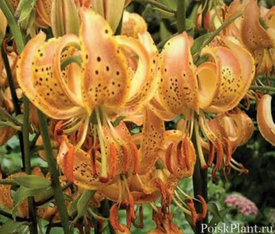 Лилия мартагон ярко розовая (Lilium martagon)