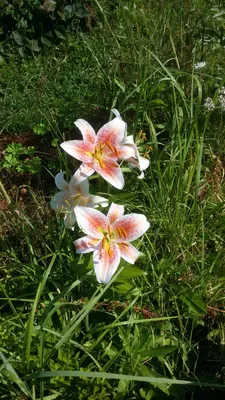 Огород и дача/ Garden and flowers. - ЧТОБЫ ЛИЛИИ ЦВЕЛИ ПЫШНО Лилии украшают  сады многих дачников, и это не случайно, лилия – королевский цветок.  Однако, бывает так, что цветут лилии или одиночными