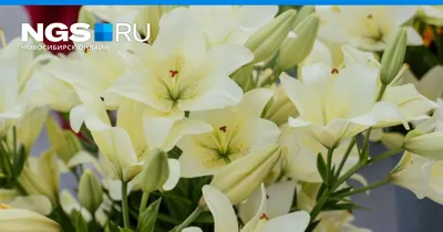 3 розовые лилии Азиатка | купить недорого | доставка по Москве и области