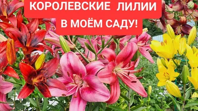 Как сажать лилии, как вырастить лилии, лучшие сорта лилии июнь 2022 года -  3 июня 2022 - НГС