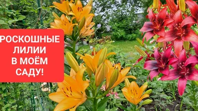 Лилии / Lílium - «Очень красивые и эффектные, но я не хочу осваивать новые  сорта в своём саду. » | отзывы