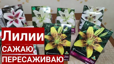 РОСКОШНЫЕ ЛИЛИИ В МОЁМ САДУ! ПРИГЛАШАЮ НА ПРОГУЛКУ! ПРЕКРАСНЫЕ  НЕПРИХОТЛИВЫЕ СОРТА! - YouTube