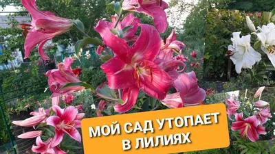 Лилии. Посадка и уход в первый год | Блог интернет-магазина Подворье