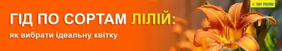 Лилии.